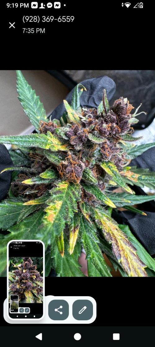 BrittbrannzChatGBTGrow. Week 12