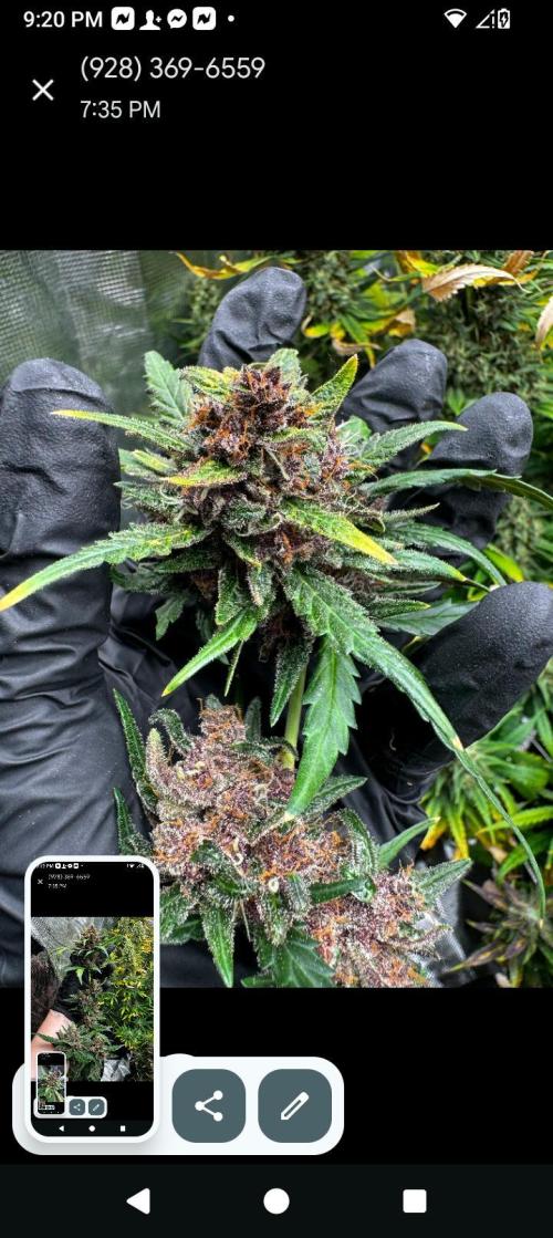 BrittbrannzChatGBTGrow. Week 12