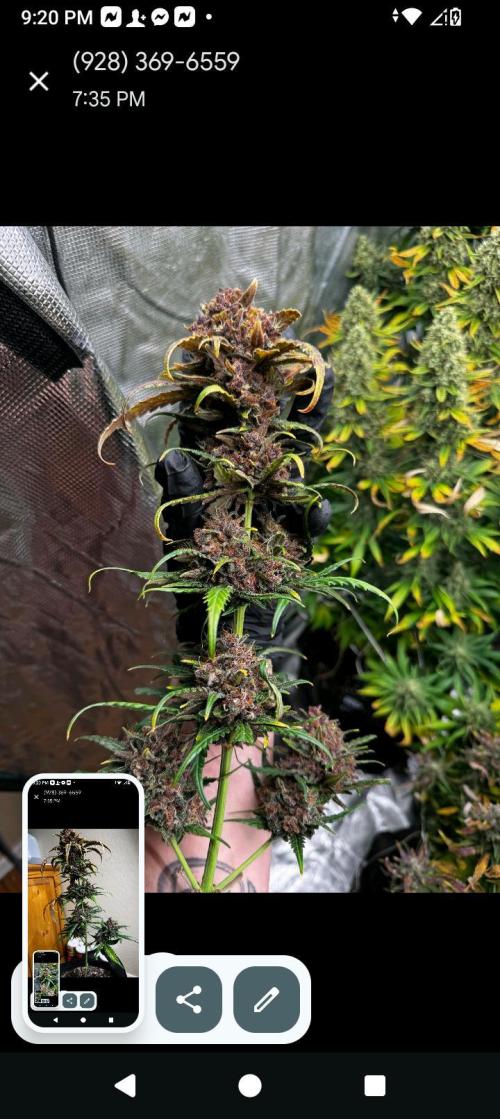 BrittbrannzChatGBTGrow. Week 12