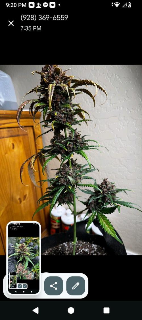 BrittbrannzChatGBTGrow. Week 12
