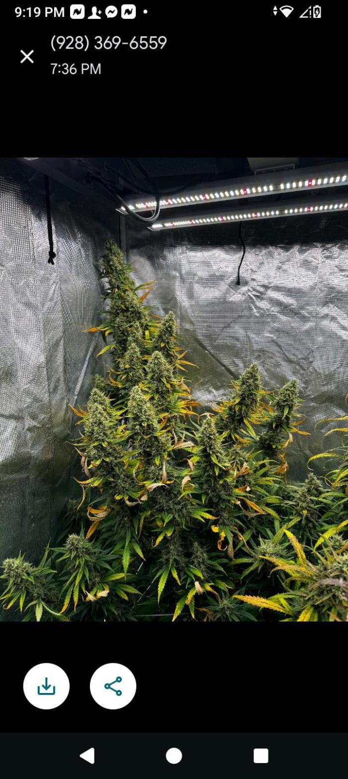 BrittbrannzChatGBTGrow. Week 10