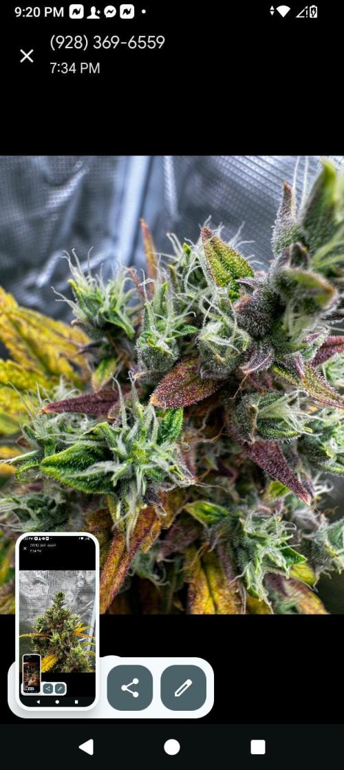 BrittbrannzChatGBTGrow. Week 12