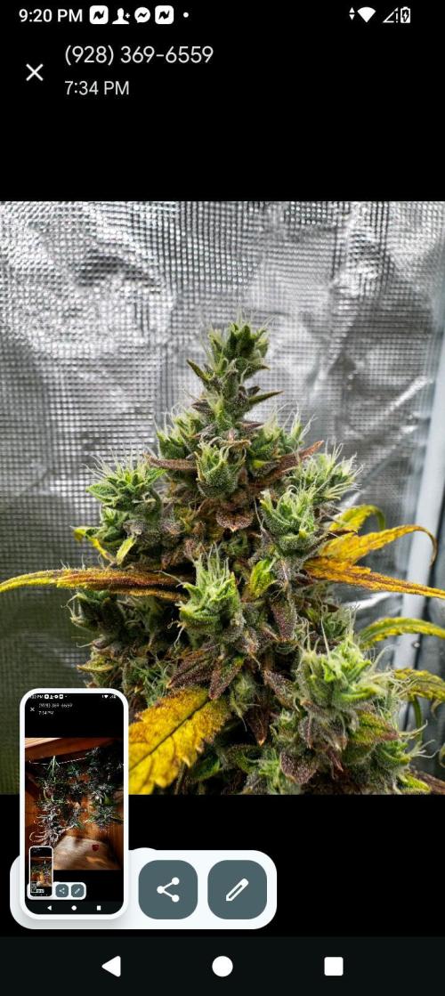 BrittbrannzChatGBTGrow. Week 12