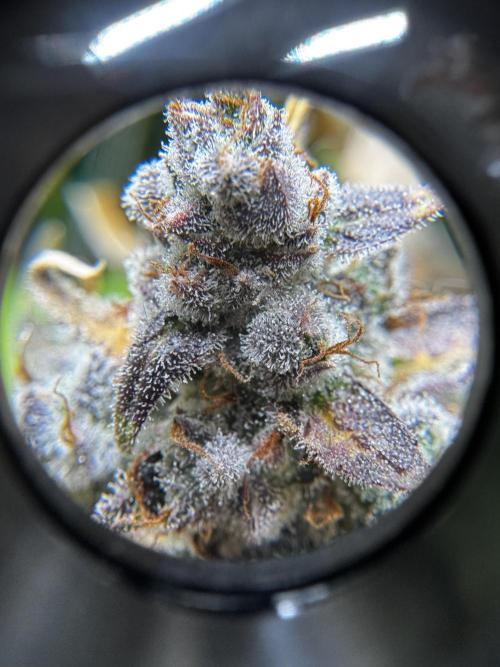 BrittbrannzChatGBTGrow. Week 13