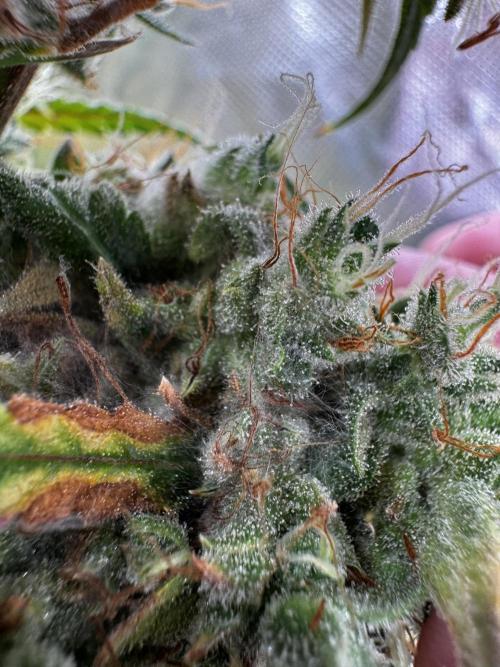 BrittbrannzChatGBTGrow. Week 13
