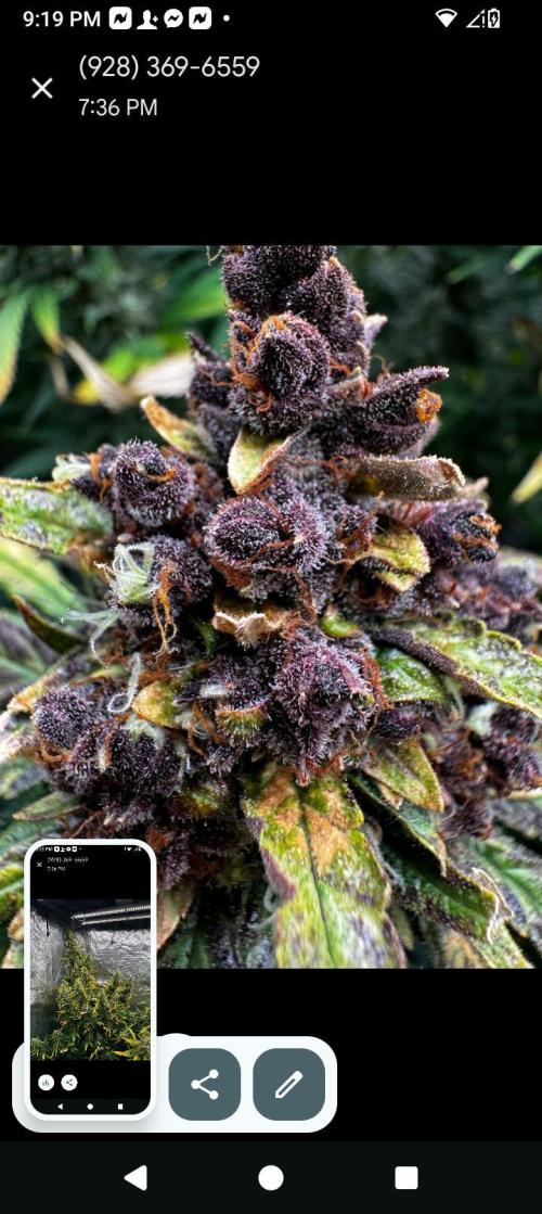 BrittbrannzChatGBTGrow. Week 13