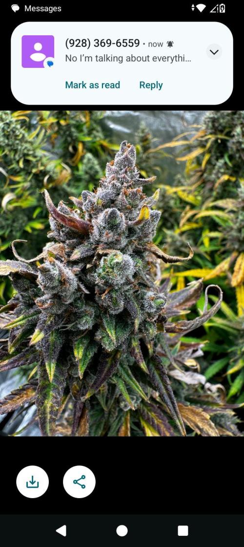 BrittbrannzChatGBTGrow. Week 14