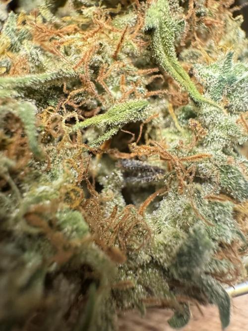 BrittbrannzChatGBTGrow. Week 12