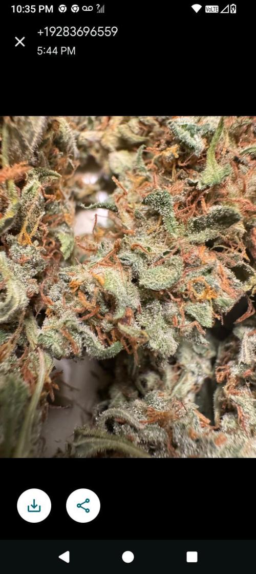 BrittbrannzChatGBTGrow. Week 10
