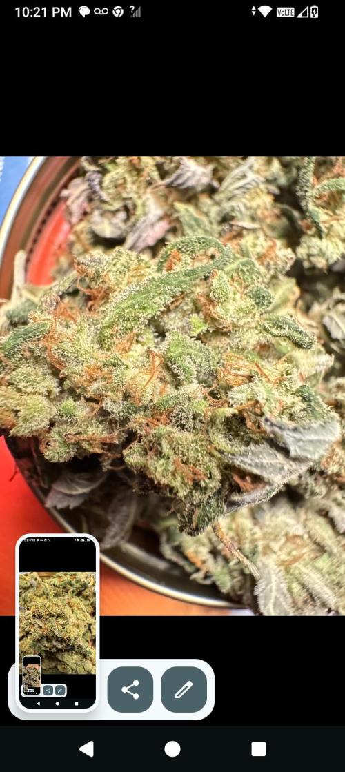 BrittbrannzChatGBTGrow. Week 15