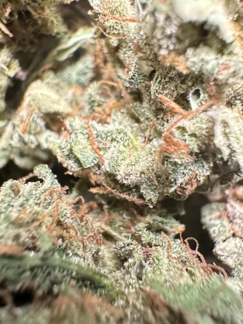 BrittbrannzChatGBTGrow. Week 15