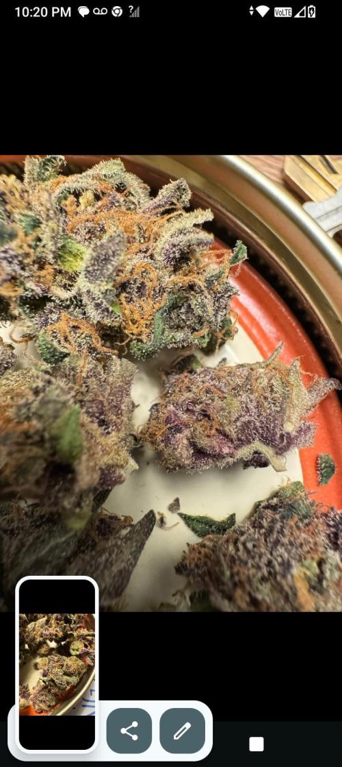 BrittbrannzChatGBTGrow. Week 15 - rf3 purple lemonade some of these buds are dense perfect smell and look 