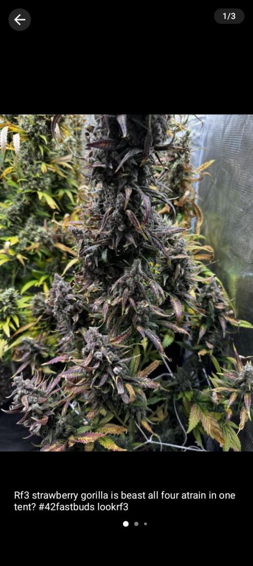 BrittbrannzChatGBTGrow. Week 4
