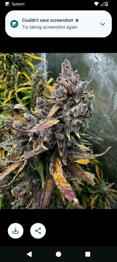 BrittbrannzChatGBTGrow. Week 4