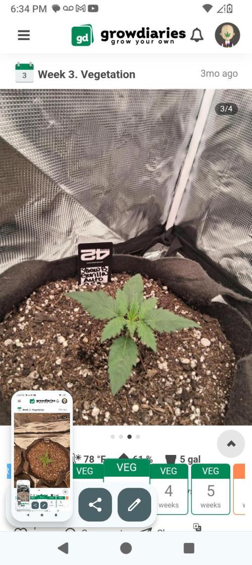 BrittbrannzChatGBTGrow. Week 4