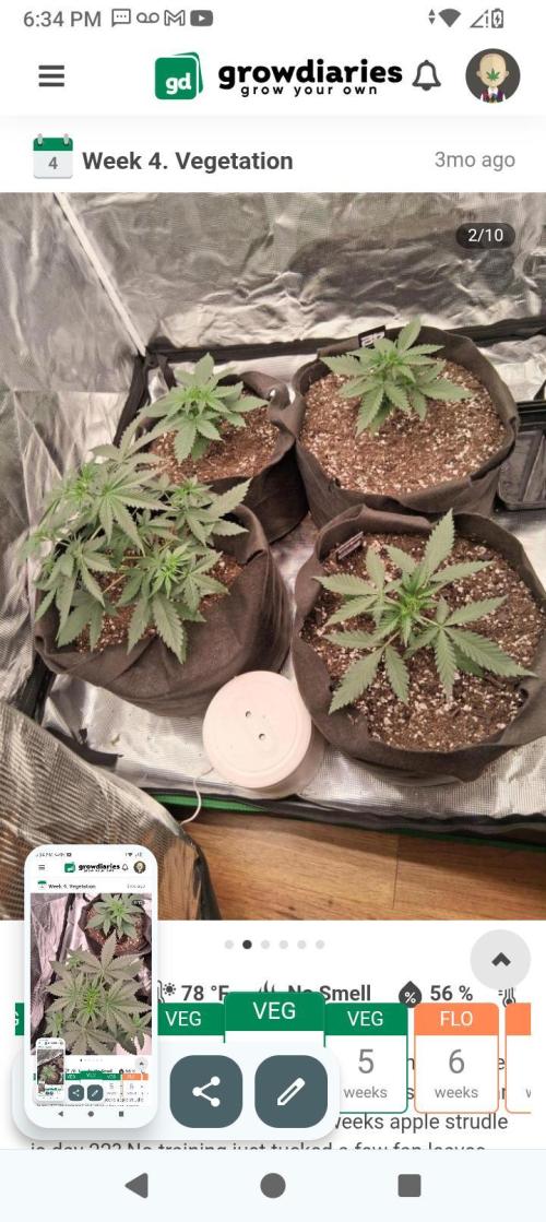 BrittbrannzChatGBTGrow. Week 4