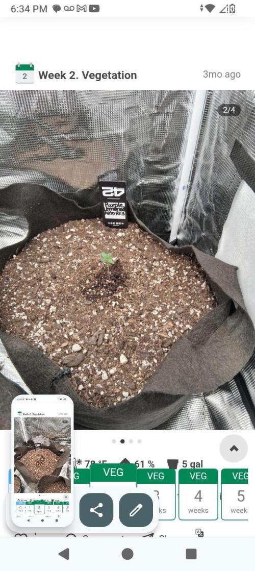 BrittbrannzChatGBTGrow. Week 4