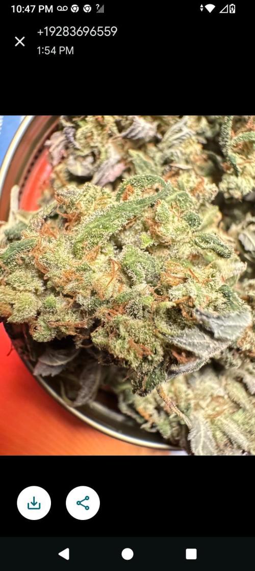 BrittbrannzChatGBTGrow. Week 15