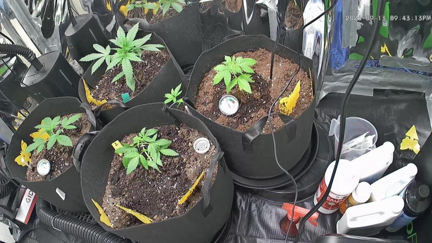First grow. Week 1 - Top right plant was transplanted and treated for thrips she is dying 