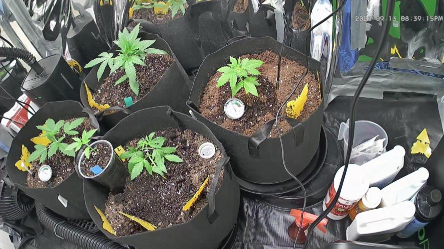 First grow. Week 3