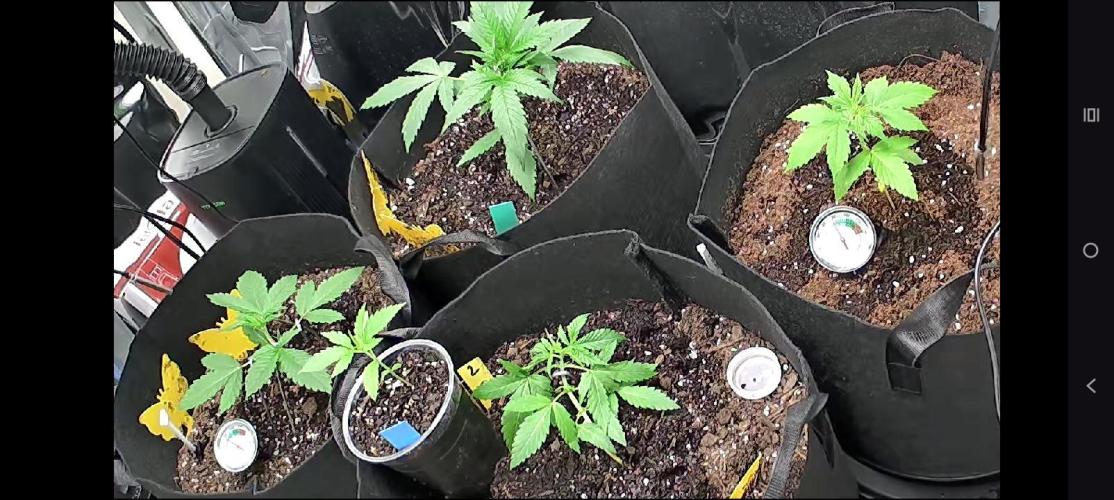 First grow. Week 3