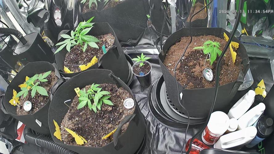 First grow. Week 3