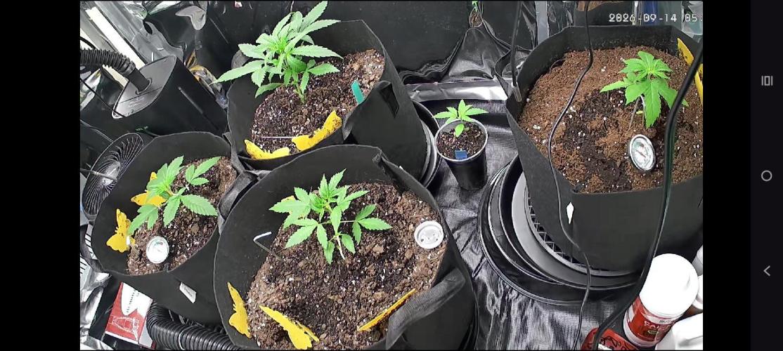 First grow. Week 3