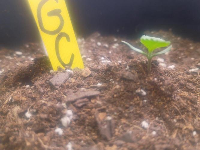 First grow. Week 1