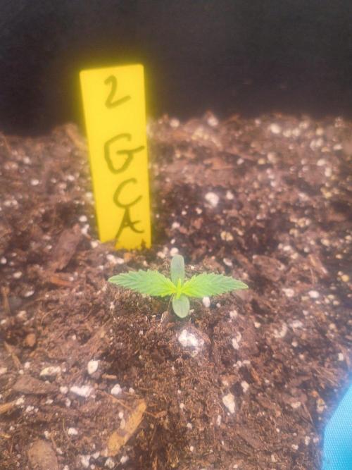 First grow. Week 1