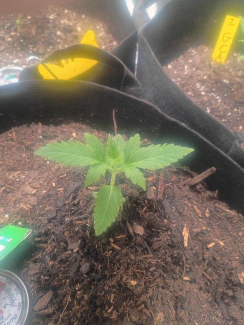 First grow. Week 2