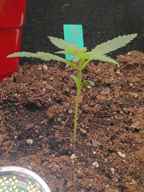 First grow. Week 2