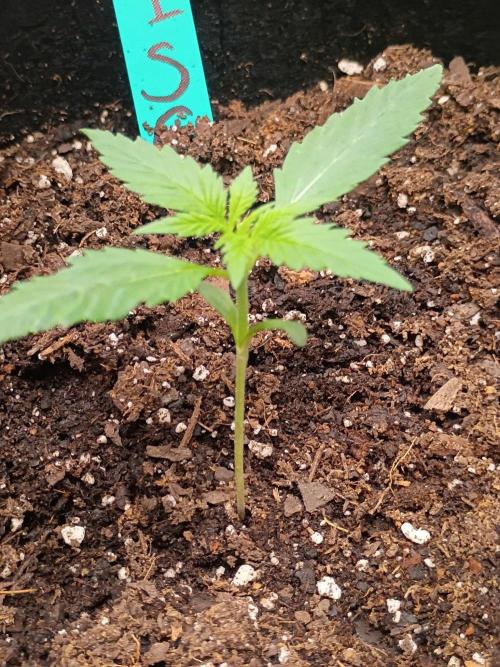 First grow. Week 2