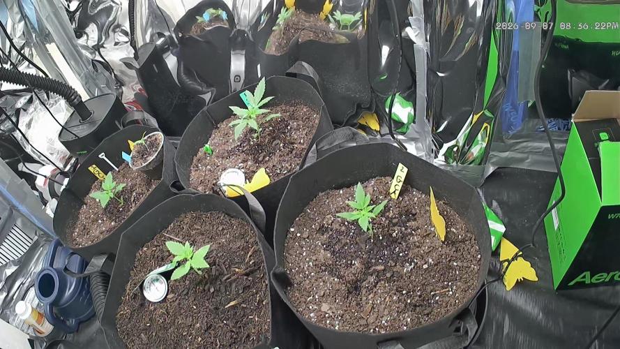 First grow. Week 2