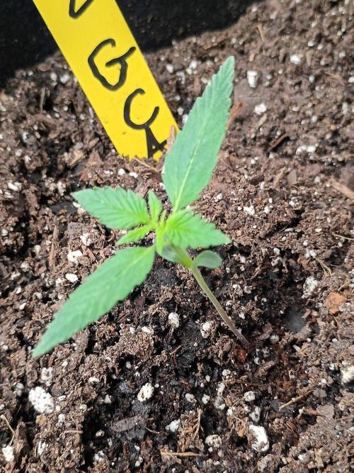 First grow. Week 2