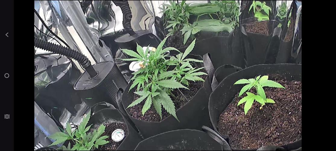 First grow. Week 4