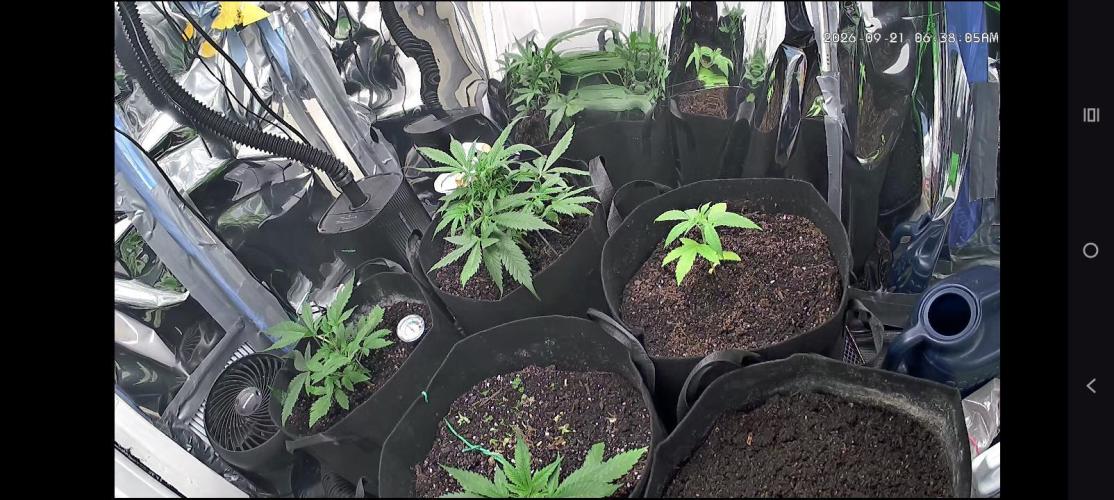 First grow. Week 4 - Defoliation and staking to pull arms down 