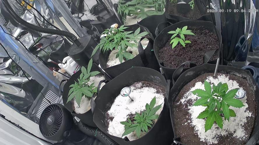 First grow. Week 4