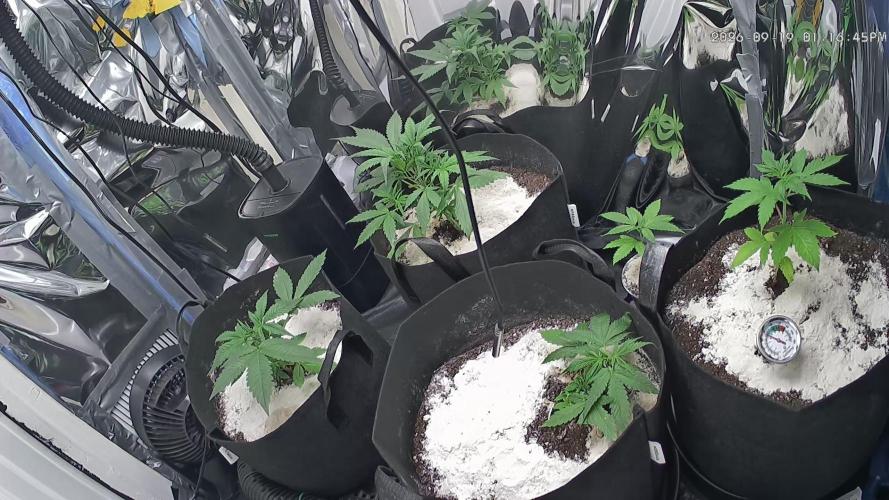 First grow. Week 4