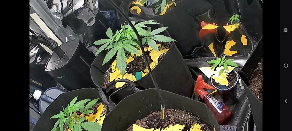 First grow. Week 4