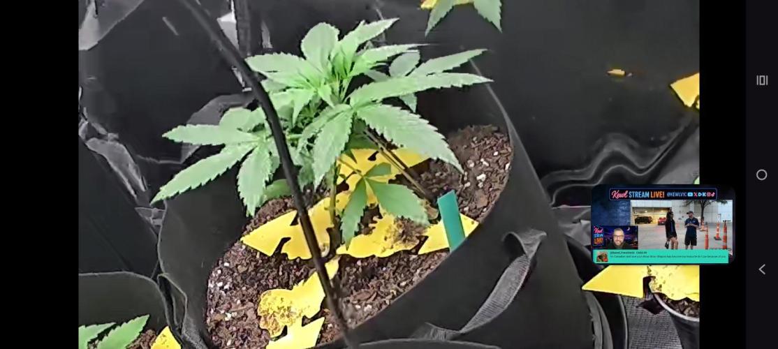 First grow. Week 4