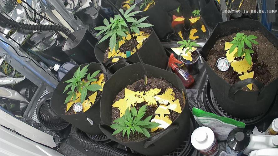 First grow. Week 4