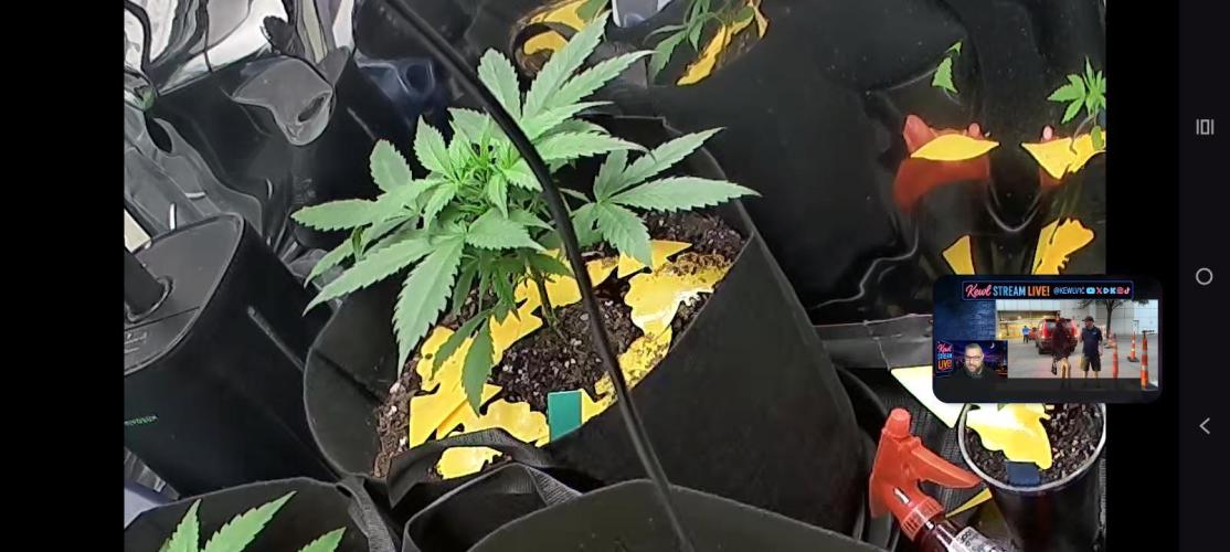 First grow. Week 4