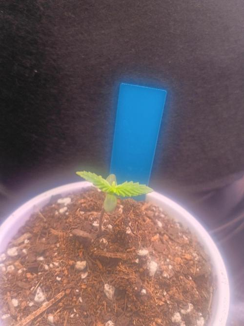 First grow. Week 1