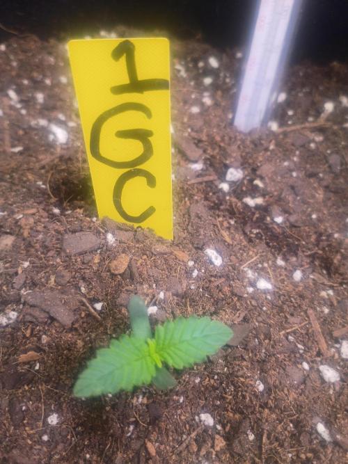 First grow. Week 1