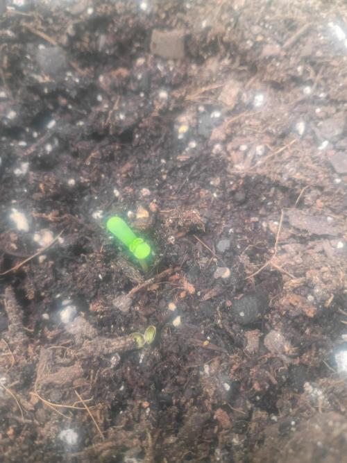 pluto cookies banana. Week 0