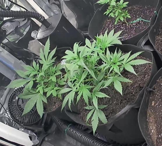 First grow. Week 5