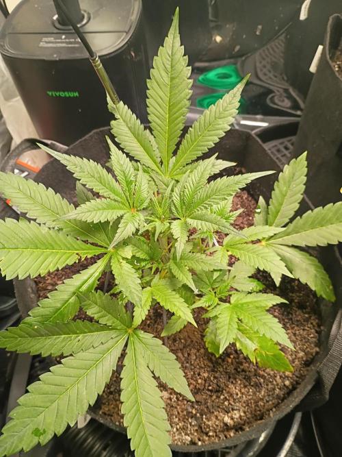 First grow. Week 5