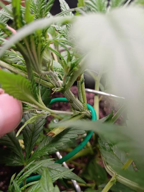 First grow. Week 5 - white hairs