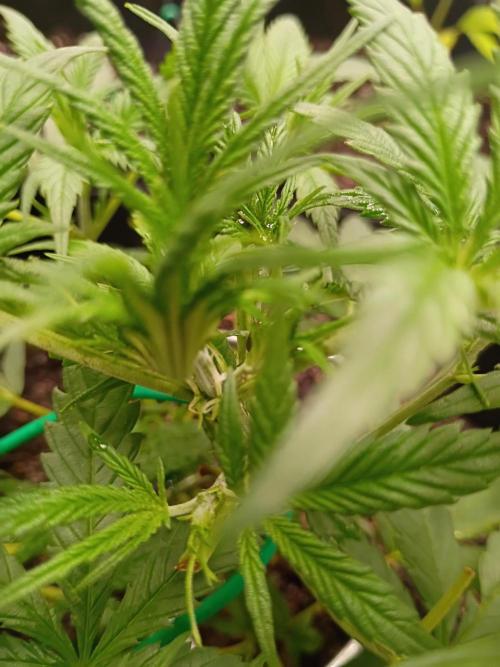 First grow. Week 5