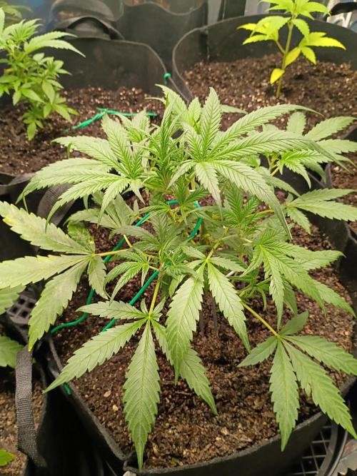 First grow. Week 5